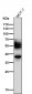 Anti-Phospho-Tau (T231) MAPT Rabbit Monoclonal Antibody